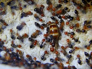 Crematogaster scutellaris Königin.jpg