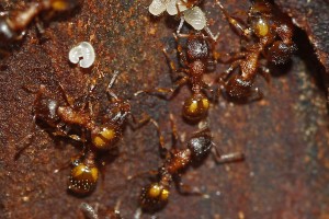 Temnothorax sp.jpg