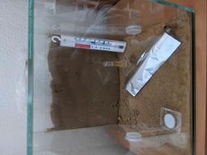 Altes Formicarium mit neuer Kolonie