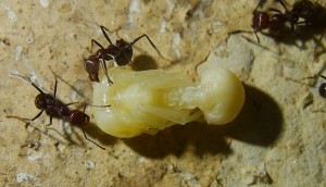 Messor cephalotes große Puppe.jpg