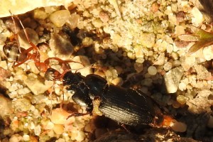 Harpalus sp. III (3).JPG