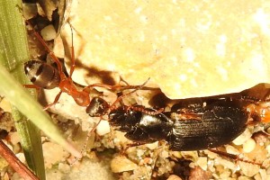 Harpalus sp. III (5).JPG