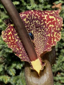 Typhonium venosum .JPG