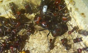 Messor cephalotes Königin.jpg