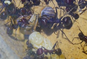 Messor cephalotes Königinpuppe Tag 22 _2.jpg