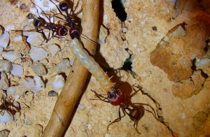 Tauziehen nach Ameisen Manier.jpg