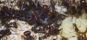 Messor cephalotes Königinpuppe Tag 25 _1.jpg