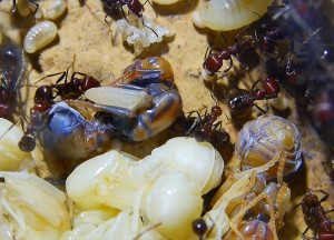 Messor cephalotes Königinpuppe Tag 25 _3.jpg