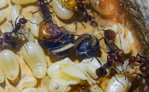 Messor cephalotes Königinpuppe Tag 25 _4.jpg