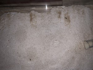 12584C28-868C-429A-8C65-DB27359F7D5D.jpeg (4.3 MiB) 3117 mal betrachtet Bild 455