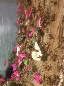 Atta cephalotes bicolor 20191013 IMG_7467 - Nebenpilz.JPG