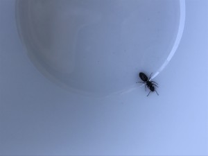 33A96E32-961C-4C2F-8633-DBCE9A88831E.jpeg (1.13 MiB) 1181 mal betrachtet 33A96E32-961C-4C2F-8633-DBCE9A88831E.jpeg