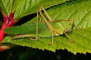 Laubheuschrecke.jpg