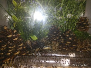 auf 3 von 4 Zapfen ist alles voller Ameisen