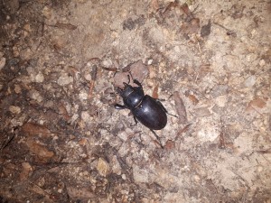 ... und Frau Hirschkäfer