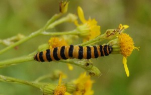 Jakobskrautbär _1.jpg