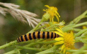 Jakobskrautbär _2.jpg