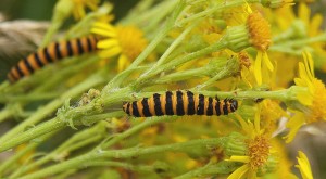 Jakobskrautbär _3.jpg