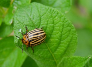 Kartoffelkäfer _1.jpg