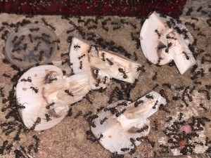 Bild 527 (Formica funghi)