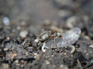 Lasius cf. psammophilus.JPG