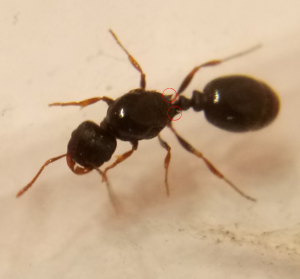 tetramorium_propodealdornen.png