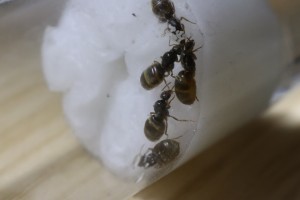 IMG_5392.JPG