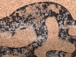 Bild 585: DAS Königinnennest, die Big Mama ist irgendwo in der Mitte des Bildes hinter ihrer Brut!