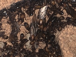 Bild 584: Jungköniginnen (oder  in nichtfachsprache Prinzessinnen)