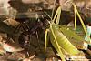 C-cruentatus Rot-Cyan 3D-(800)+C.jpg