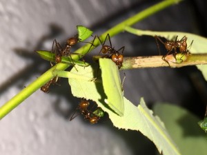 Atta cephalotes bicolor 20191121 IMG_8618.JPG