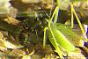 C-cruentatus ColorCode 3D-(800)+C.jpg
