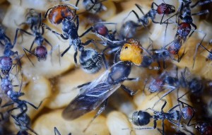 Camponotus singularis Jungkönigin.jpg