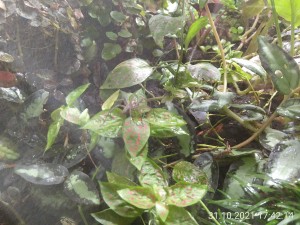 IMG_20211031_174214.jpg (3.06 MiB) 1586 mal betrachtet Als ich abgedrückt habe, ist die Ameise unter das Blatt gelaufen...