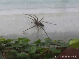 IMG_20211031_185520.jpg (971.11 KiB) 1586 mal betrachtet Seht ihr die riesigen Fänge? Das ist keine 10-beinige Spinne.