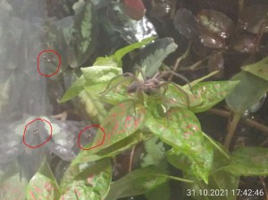 Ich habe ein paar Ameisen zum Größenvergleich markiert.