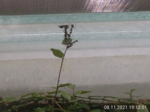 Das haben diese Woche schon 3 Pflanzen "geschafft".