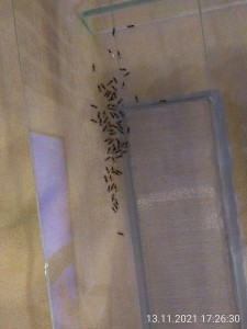 Sie bleiben schön ruhig in einer Ecke zusammen.