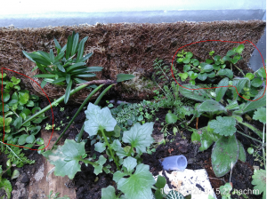 Kurz darauf sind noch zwei rankende Neuzugänge angekommen.