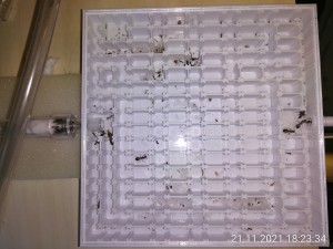 Abschlussbild - unten der kurze, müllfreie Weg