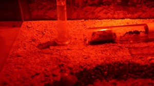 20211206185038_IMG_5474.JPG (1.1 MiB) 3611 mal betrachtet Nur geübte Augen erkennen, hier erkennt man nichts!