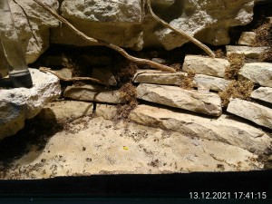 IMG_20211213_174115.jpg (3.95 MiB) 1511 mal betrachtet Gestern war's noch sauber...