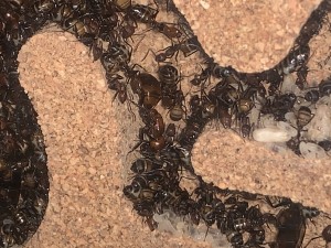 D8D35197-47C3-4433-A90C-2300DC7687C1.jpeg (2.22 MiB) 2088 mal betrachtet Bild 684: Man erkennt die Gyne in der Bildmitte, die die gerade nach unten Läuft!