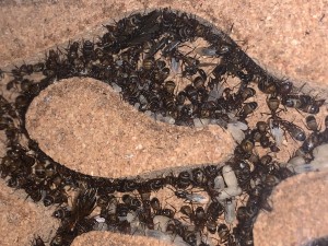 40688012-08B4-43E9-A642-88E51BDD07EB.jpeg (3.12 MiB) 1767 mal betrachtet Bild 685