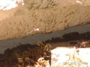 Findet ihr sie? Sie ist nicht größer als meine Ameisen.