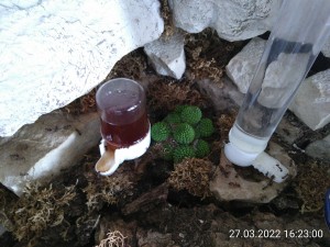 Die Lösung für Kokosblütensirupschorle