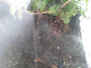 Den Farn muss ich evtl. nochmal umsetzen. In dieser Ecke wollen sie keine Pflanzen...