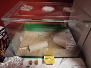 Formicarium momentan