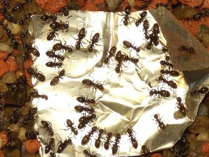 Lasius.jpg