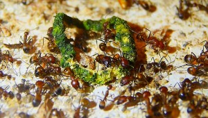 Camponotus nicobarensis Futterverwertung.jpg